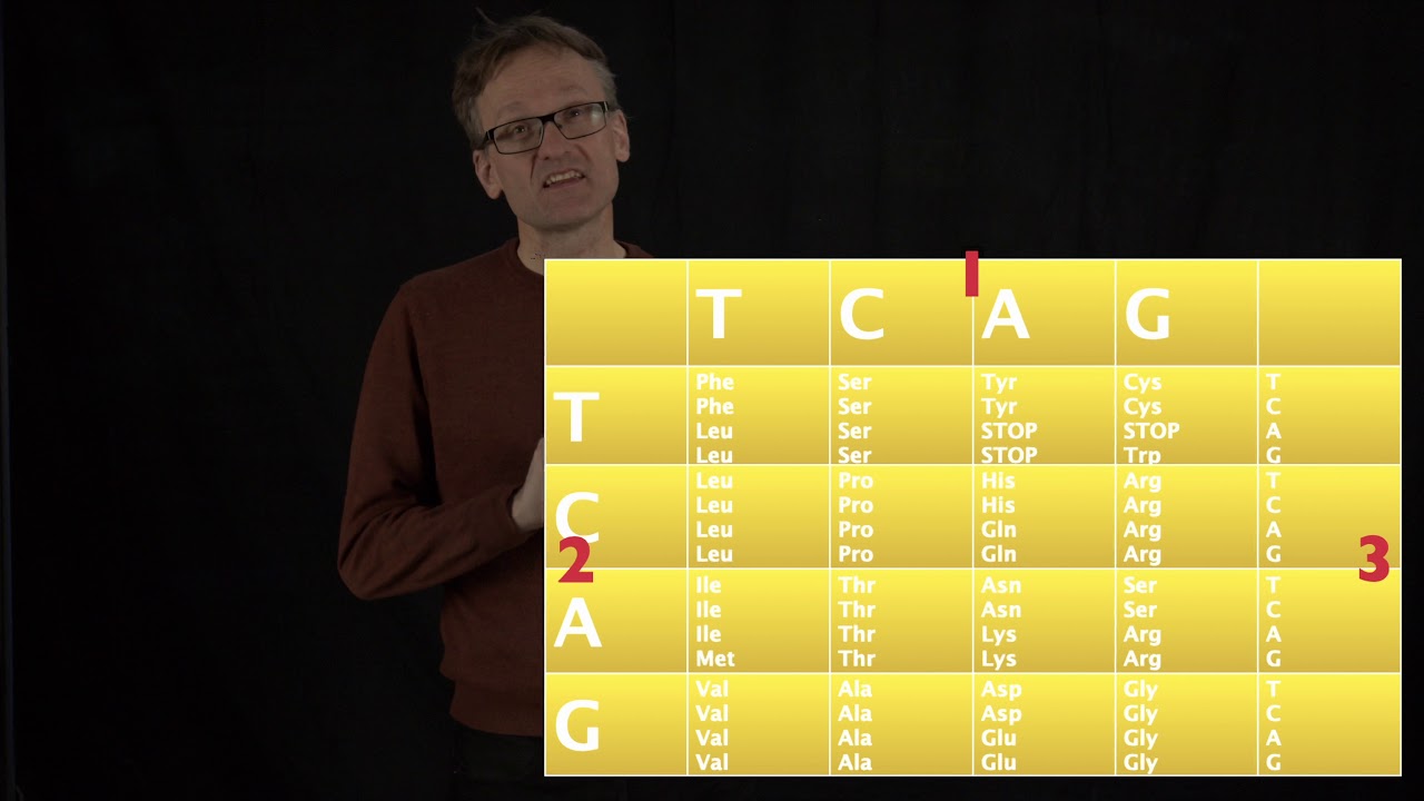 Lecture 11, concept 12: Amino acid sequence is more conserved than DNA