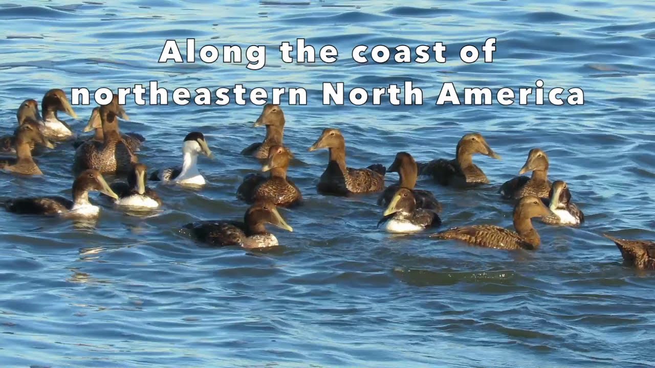 Common Eiders Plus Shorebirds in Intense Waves