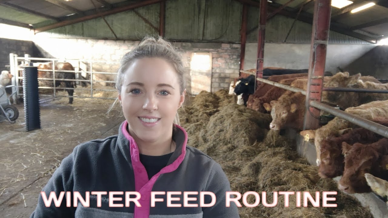 SMALL SUCKLER FARMING FEEDING ROUTINE & TIDY UP USING THE LOADER