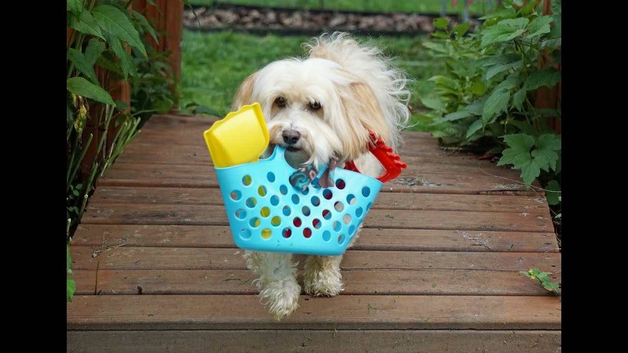 Nikkey the Havanese DMWYD Trick Dog Champion