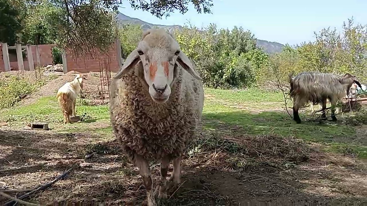 جولة 🇩🇿في احد مزارع ولاية بجاية في الجزائر/لبناني 🇱🇧 ينبهر من جمال ولاية بجاية مزروعات🌱دواجن🐓 اغنام🐑