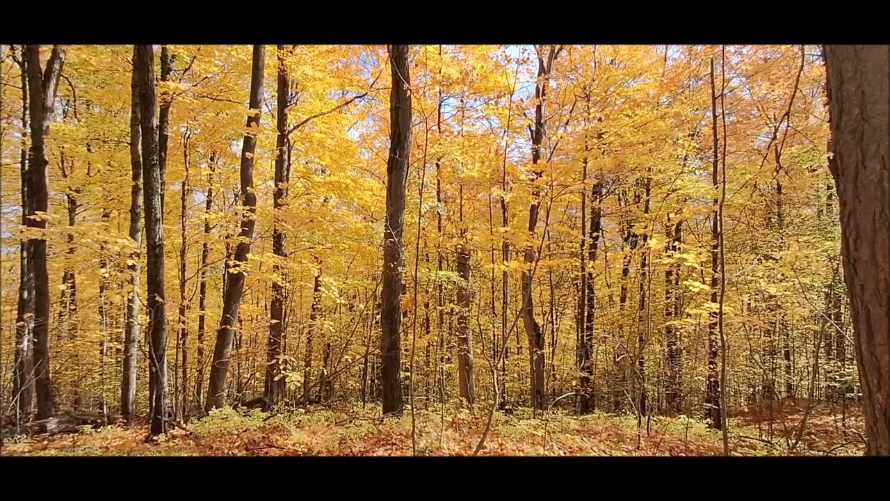 Forest bathing - stillness in the woods with one chipmunk sentry late morning in October