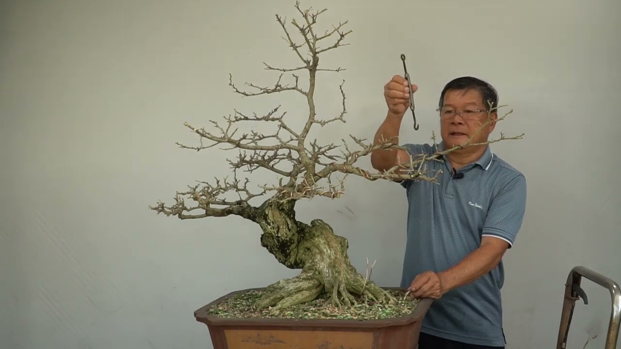 BONSAI CHO MỌI NGƯỜI  TẬP 35 : Linh sam dáng trực (tập2)