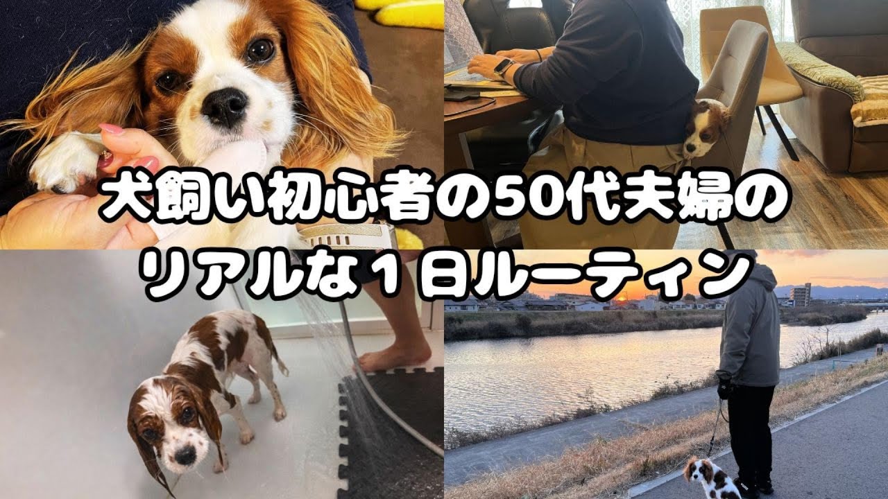 【Vlog】犬飼い初心者の50代夫婦のリアルな１日ルーティン