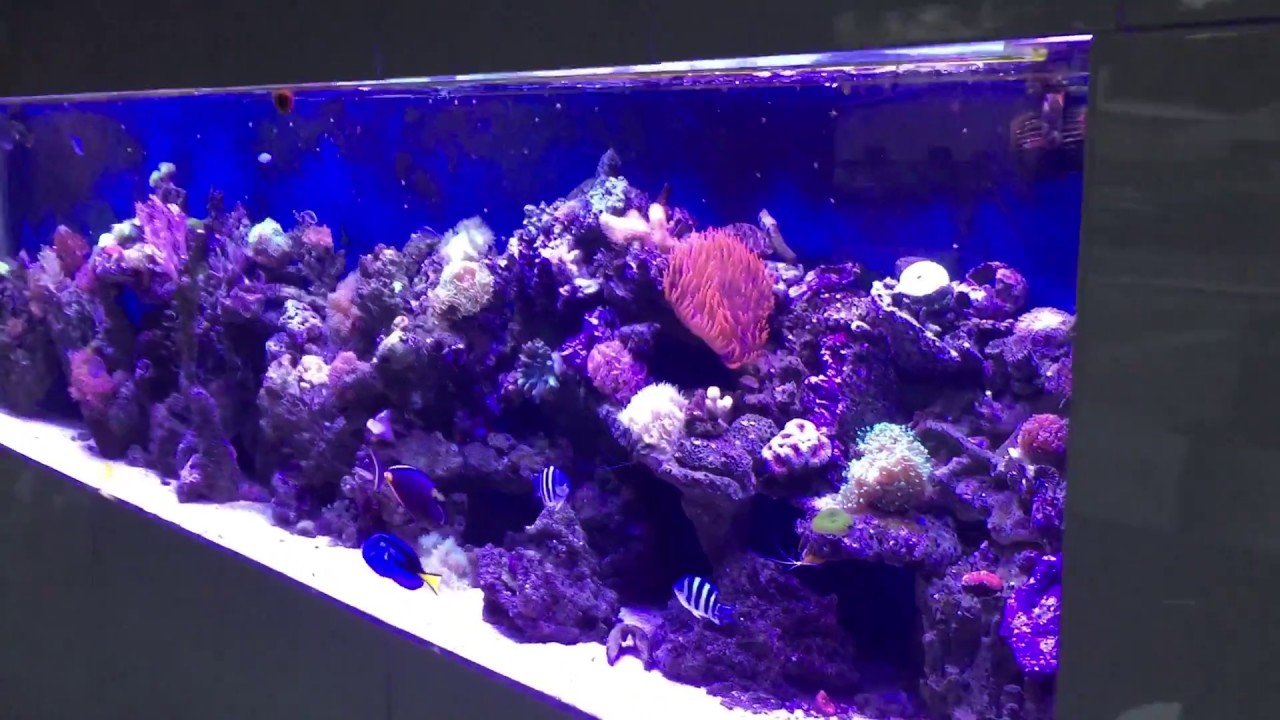 Akwaria w realizacji Argus Aquarium Design&Garden 695 807 066