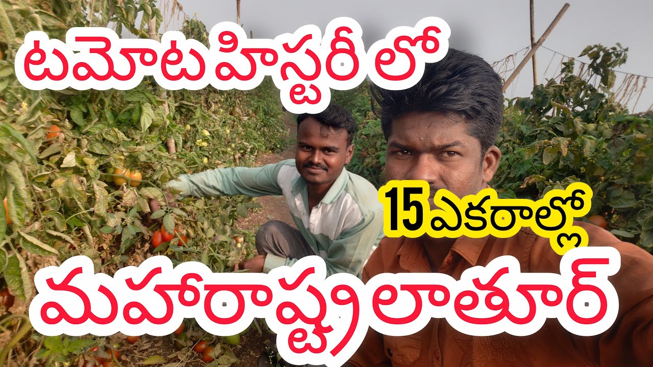 మహారాష్ట్ర లాతూర్ టమోటా మొదటి స్థానం లో మీరే  చూడండి