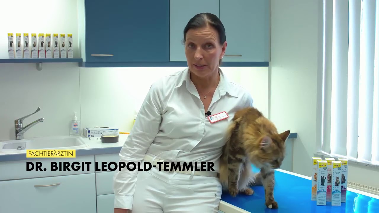 Senior Katzen fit und gesund halten. Die Expertin erkl&auml;rt wie! 🐱