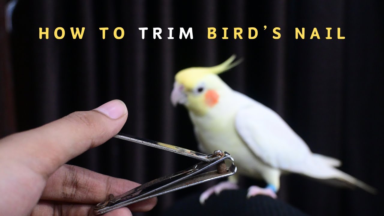 How To Trim The Nails Of Birds