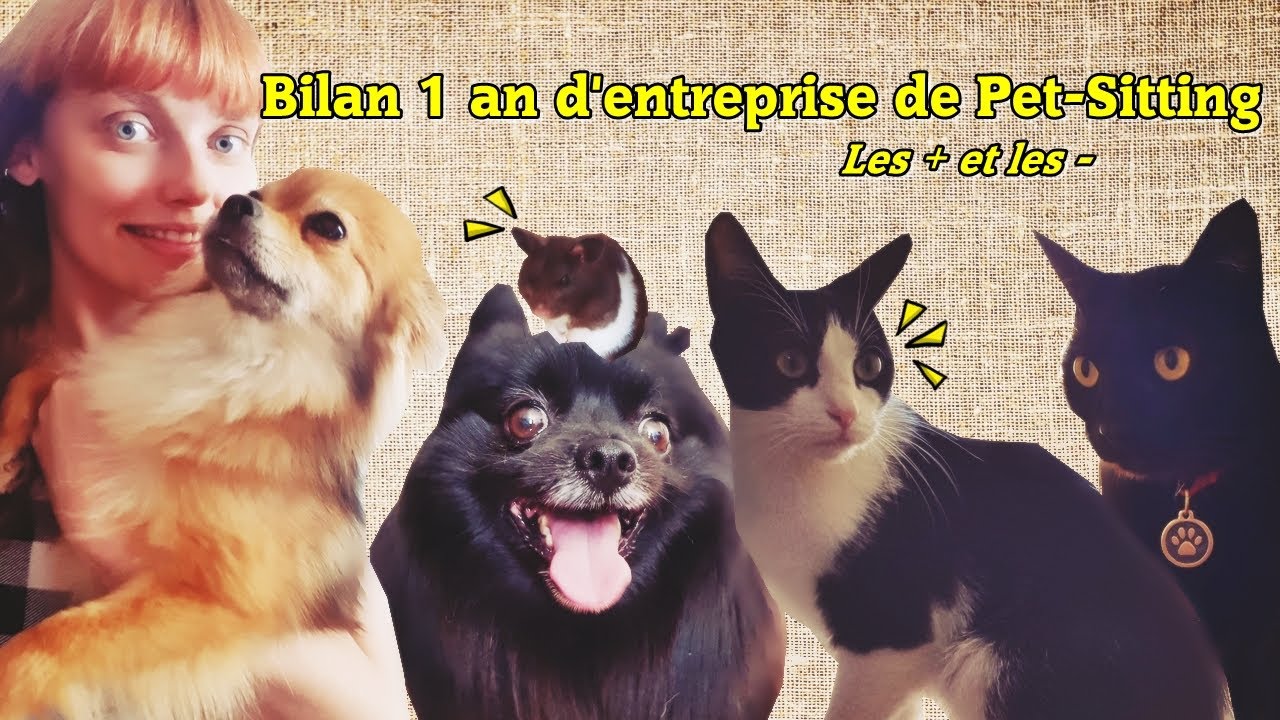 Bilan 1 an entreprise de Pet-Sitting