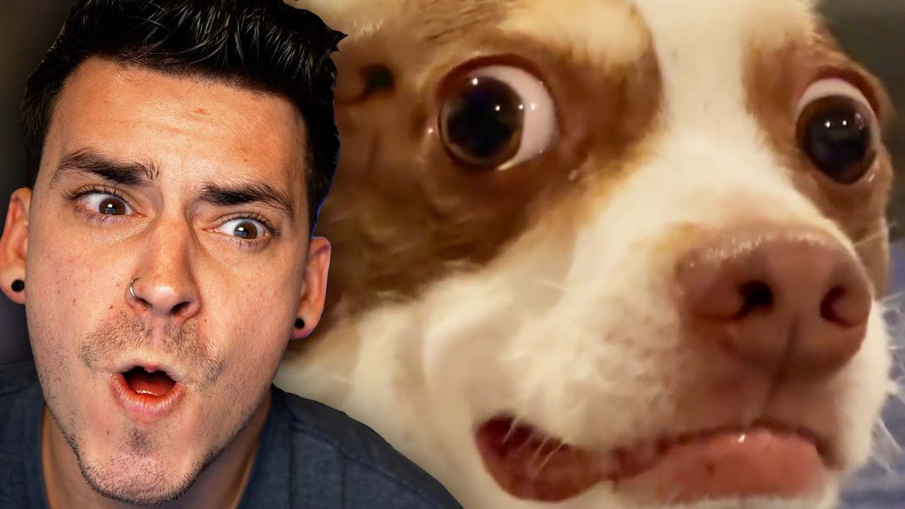 TRY NOT TO LAUGH 17!