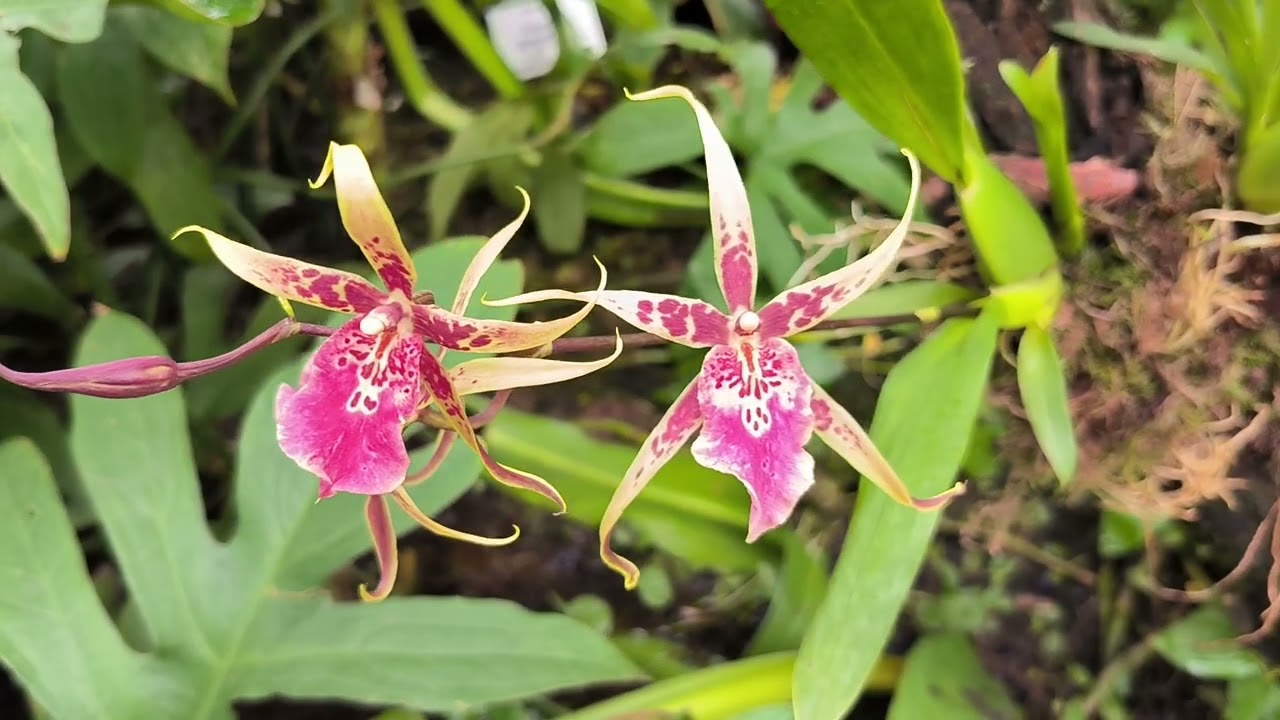 Orchideen Schau in Leipzig - Botanischer Garten Leipzig - Februar 2026