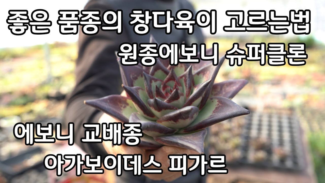 창다육이 키우기 번식 원종에보니 슈퍼클론  좋은 품종 고르는법 개성 강한 교배종 아가보이데스 피가르