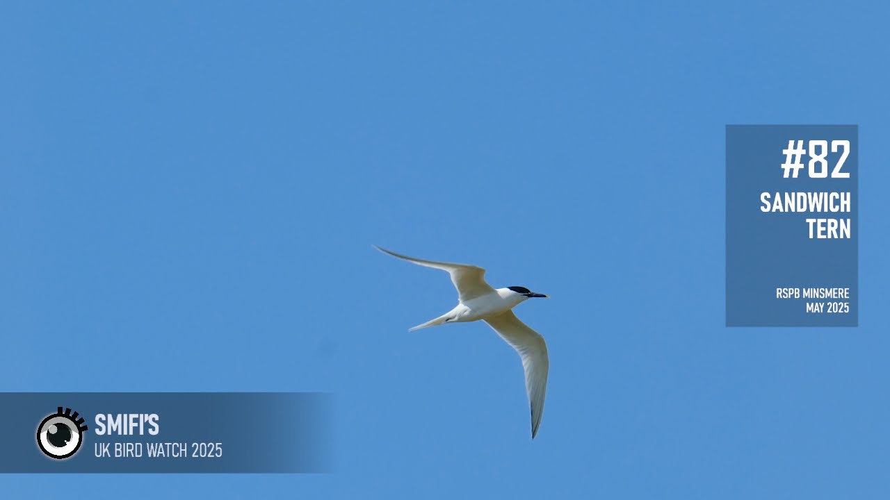 Sandwich Tern (2025.082) @ RSPB Minsmere, Suffolk