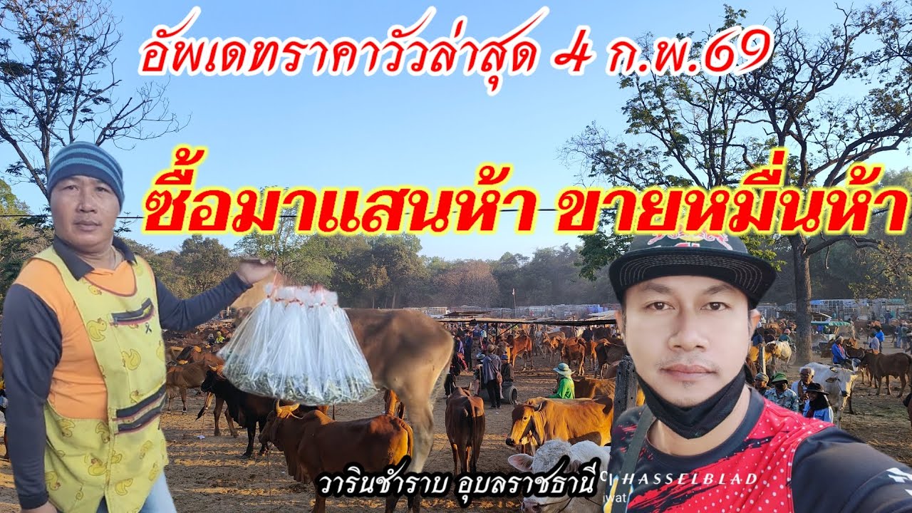 อดีตแสนห้า ขายมาหมื่นห้า ราคาวัวล่าสุด วารินชำราบ อุบลราชธานี 4 ก.พ.69