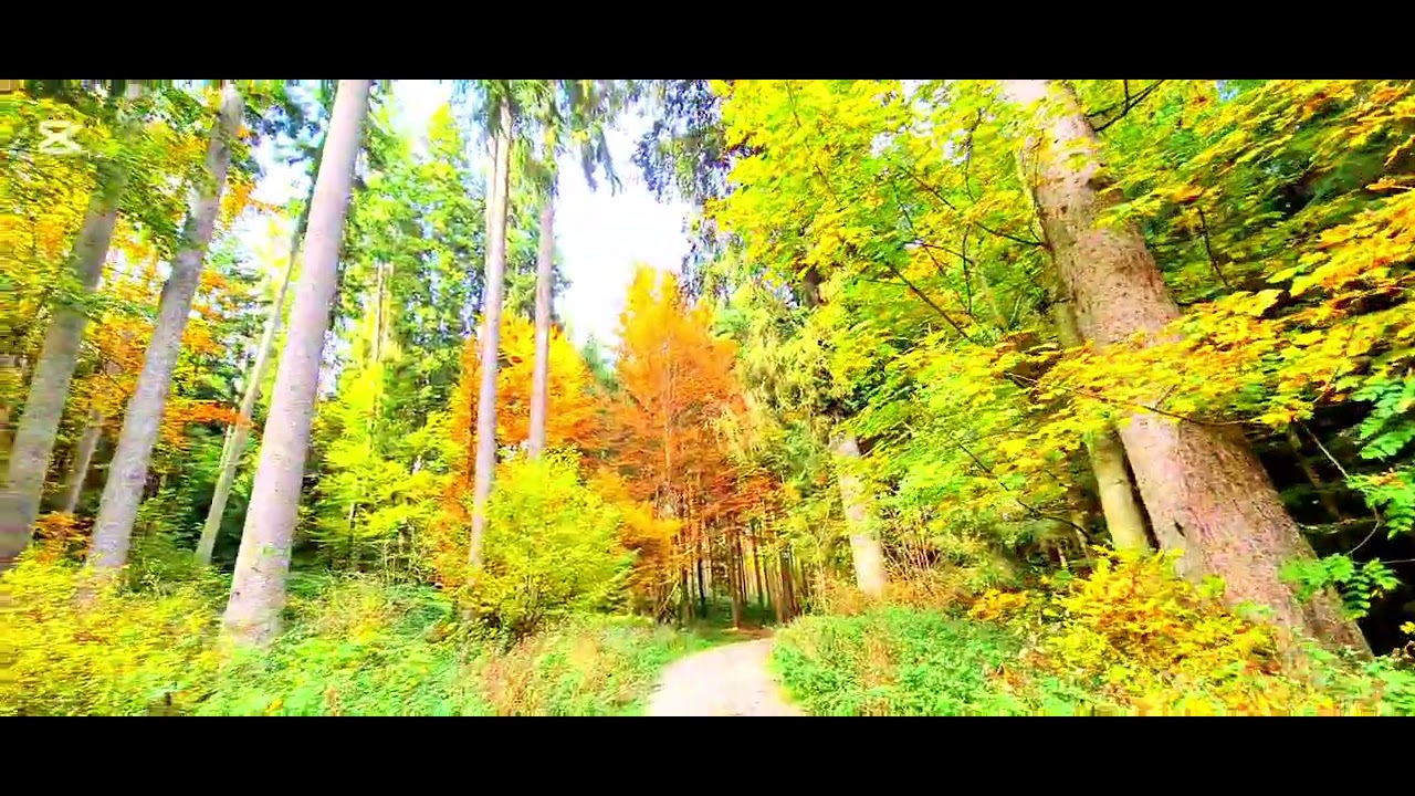 جولة في الطبيعة الجميلة  🇨🇭 في الريف السويسري بارن 🏕#fairuz #naturel #الطبيعة 