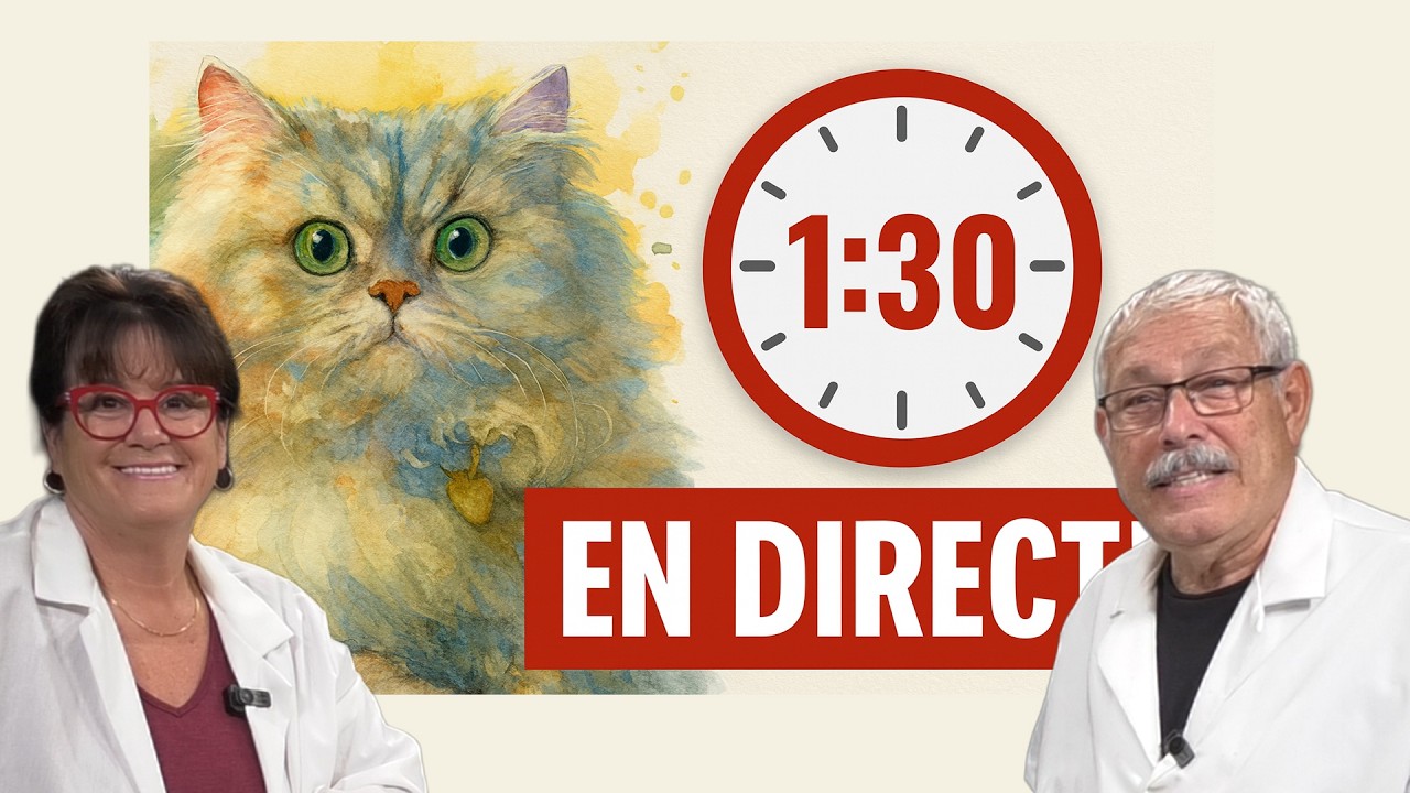 Défi aquarelle : 1h30 pour peindre un chat en direct !
