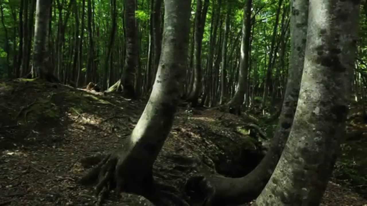 KLANGGEBET - Gaia: Musikalische Meditationen