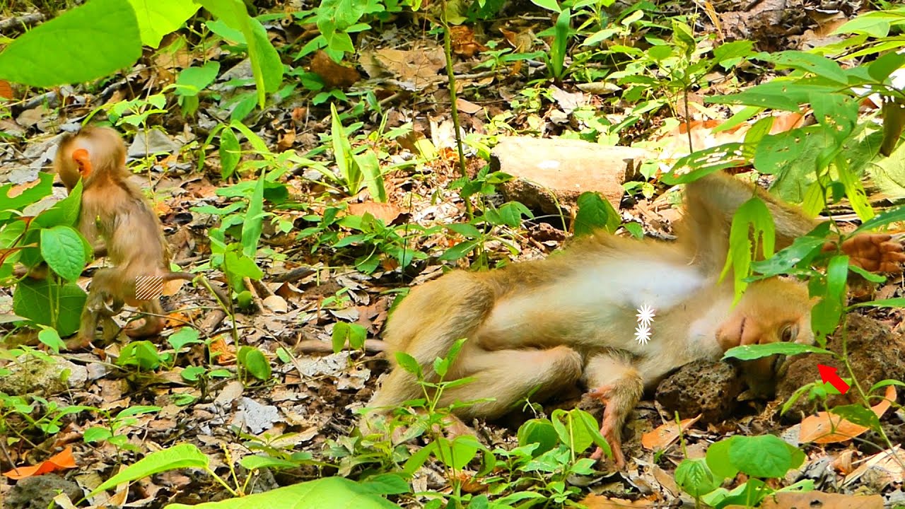 Oh never seen before...Monkey Sarika , Are you Ok?