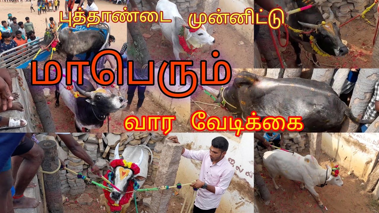 மாபெரும் 2024 முதல் வார வேடிக்கை #jallikattu #jallikattu2024