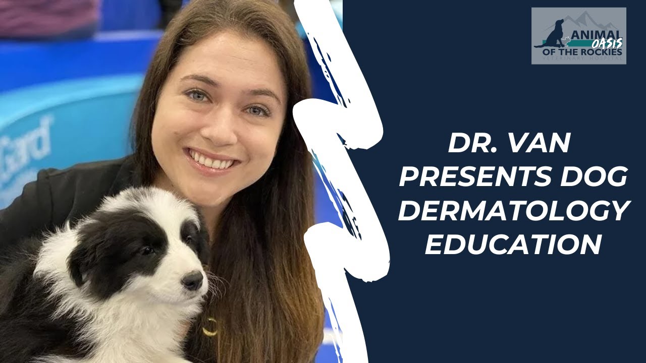 Dog Dermatology Education