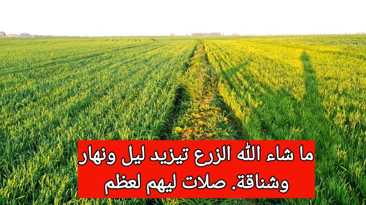 ما شاء الله الزرع تيزيد ليل ونهار وشناقة. صلات ليهم لعظم
