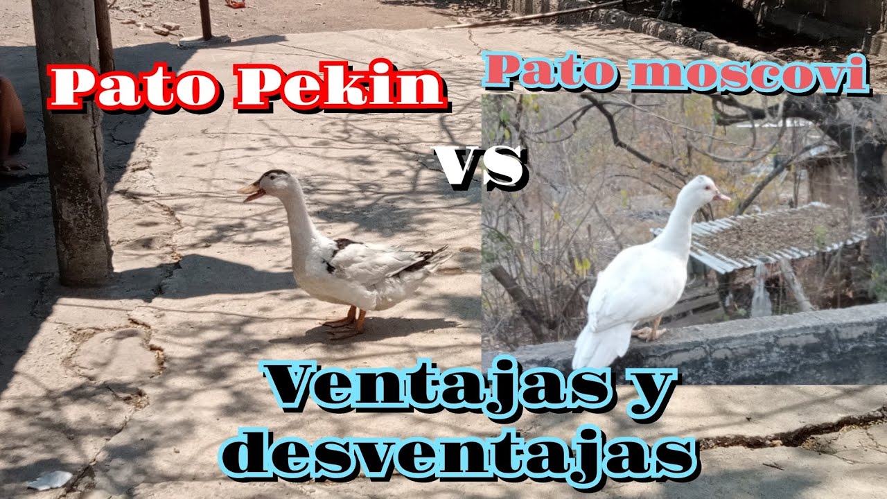 Pato Pekín VS Patos Moscovi 🦆 Ventajas de su crianza