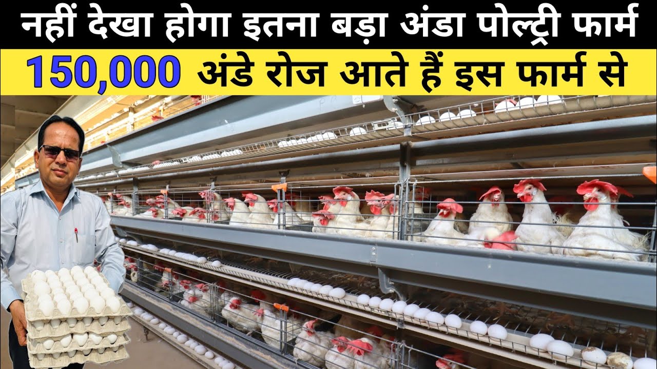 इस पोल्ट्री फार्म पर रोज हो रहा है अंडे का जबरदस्त उत्पादन | Automatic Layer Poultry Farm