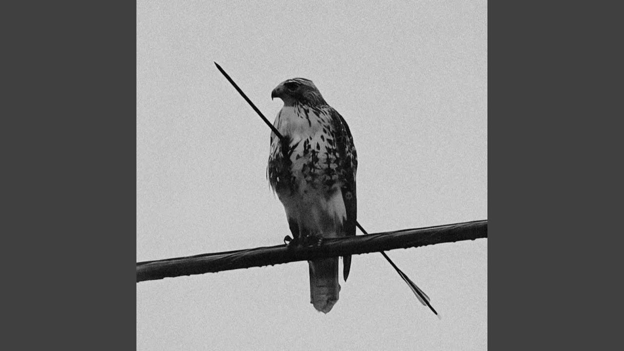 the birds don't sing, they scream in pain