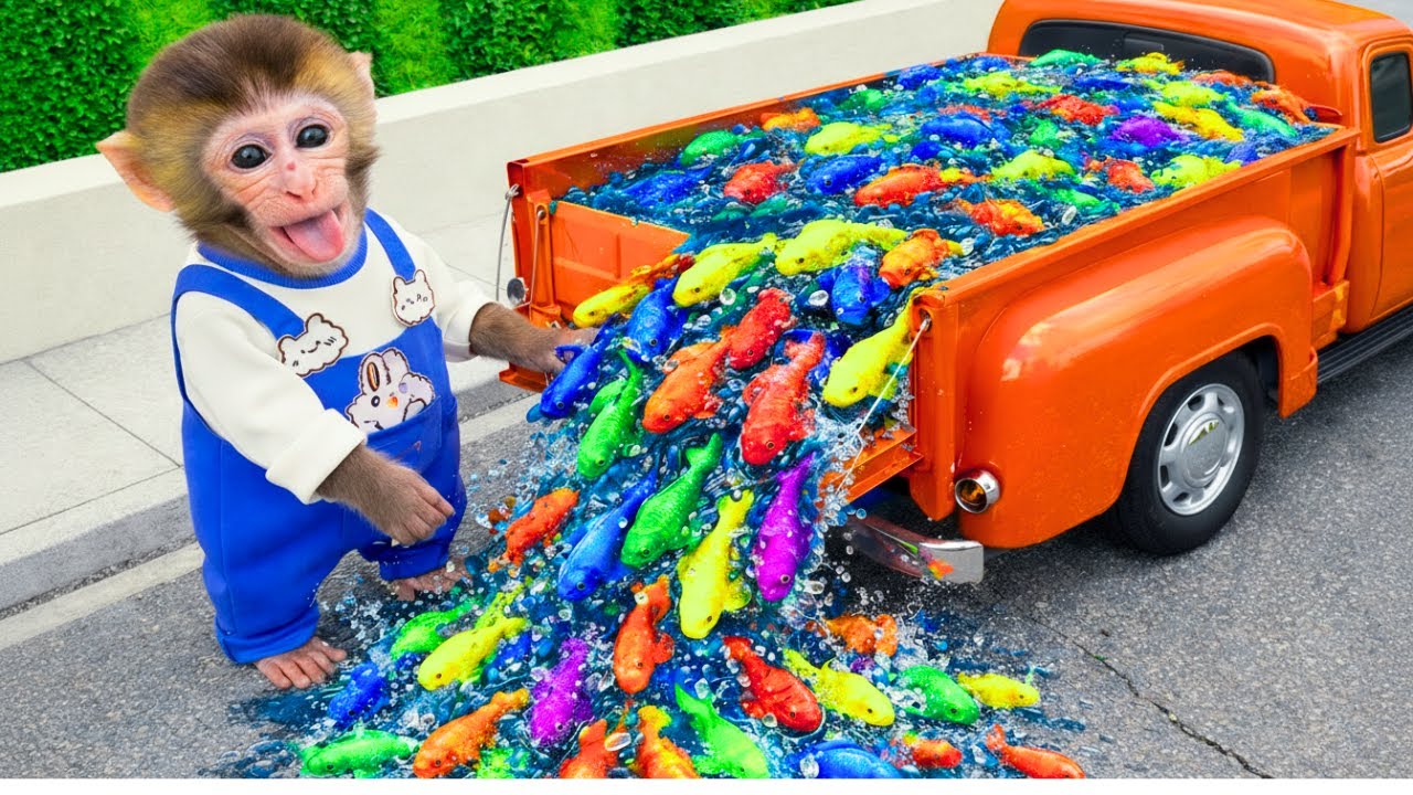Monyet Milo Imut memancing ikan warna warni dan berenang bersama anak bebek di taman air