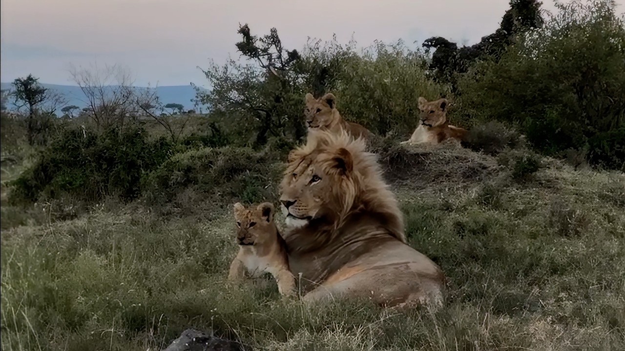 Male lion looks happy to babysit