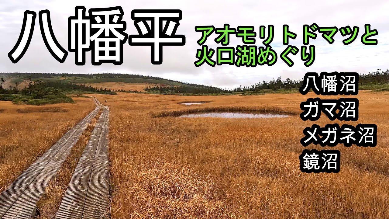 八幡平の火口湖めぐりとアオモリトドマツ【東北の山と湖をめぐる旅#5】