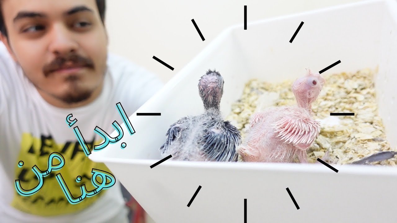 اسهل 5 ببغاوات او طيور ممكن تنتج منها | خصوصا للمبتدئين