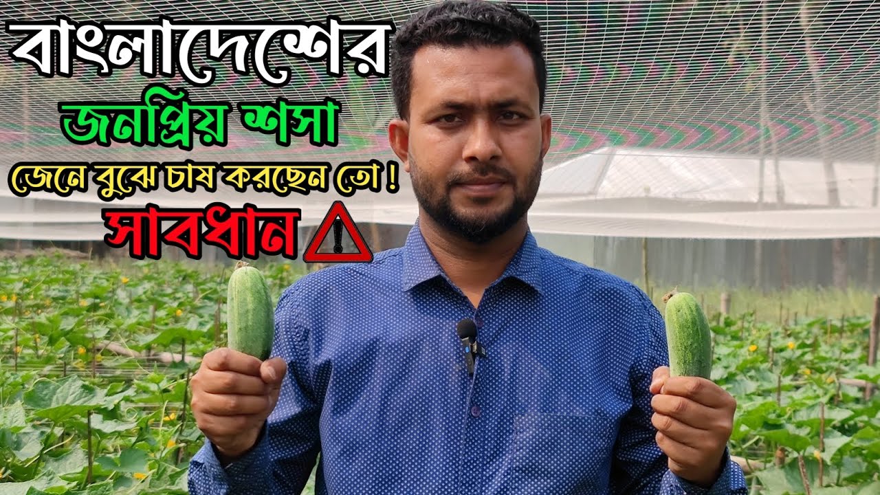 জনপ্রিয় জাত মানেই তামিম প্লাস শসা, কিন্তু সঠিক পরিচর্যা না করার কারনে বেহাল দশা।