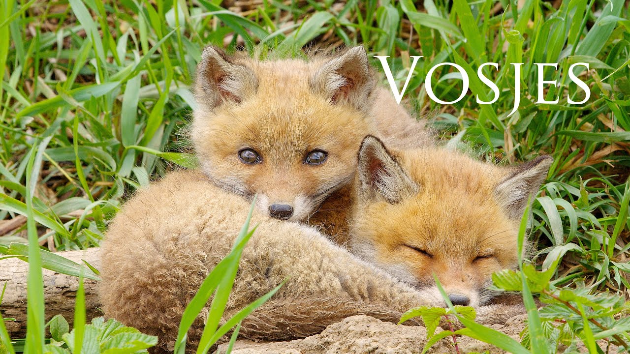 Drie jonge Vosjes