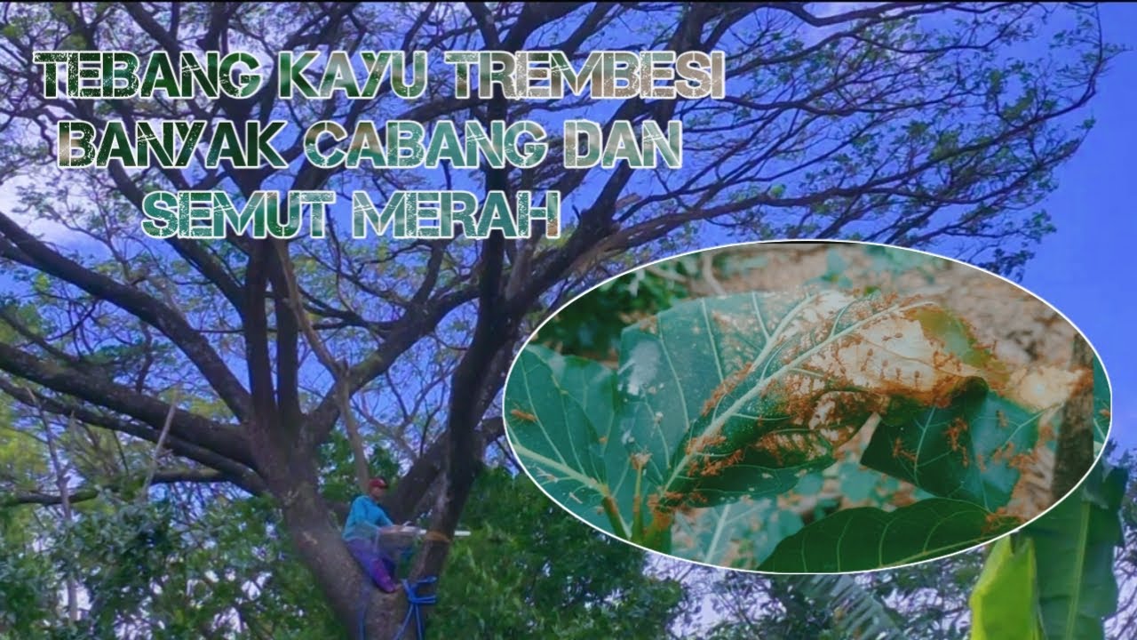 Ekstrem ‼️ TEBANG POHON TREMBESI BESAR BANYAK CABANG DAN SEMUT MERAH #chainsawsthil#ms660#ms070#