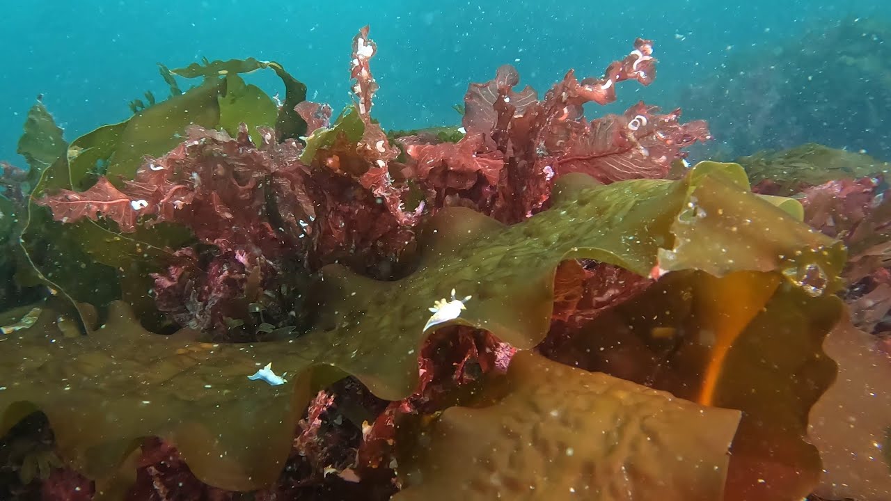Scuba Diving Eyemouth Day 2- June 2025
