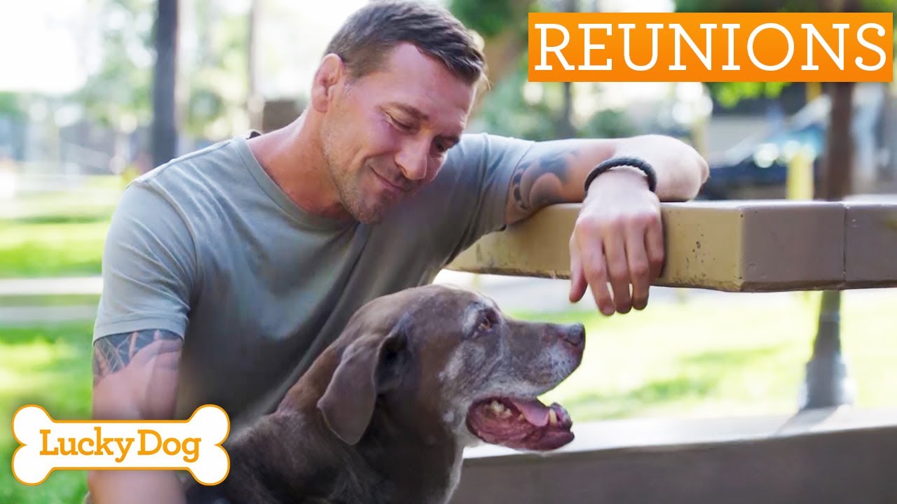 Trainer's Emotional Reunion With Anxious Labrador Mix | Lucky Dog Reunions