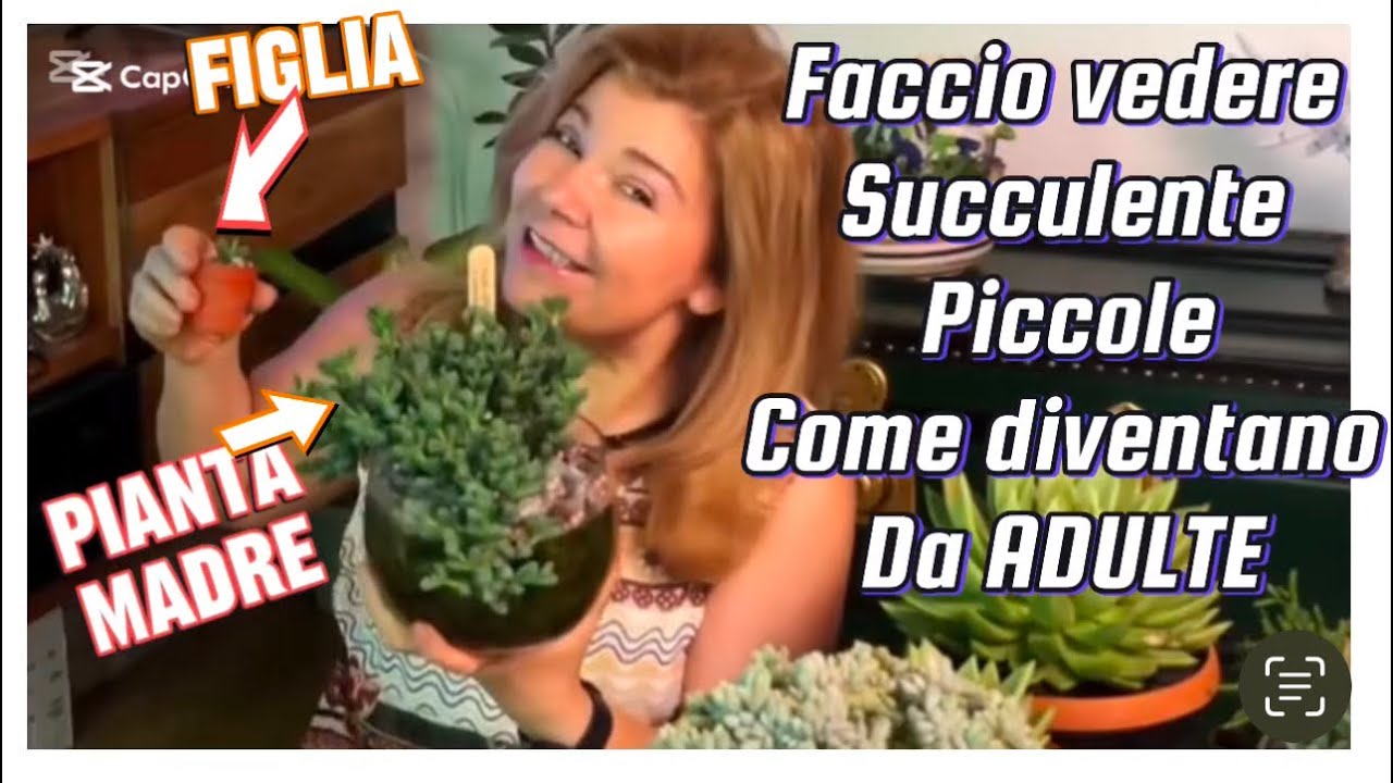 PIANTE GRASSE (pianta piccola come diventano da grandi)