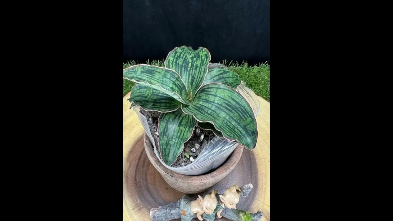 Types of snake plant varieties to grow indoors #garden #plants #gardening