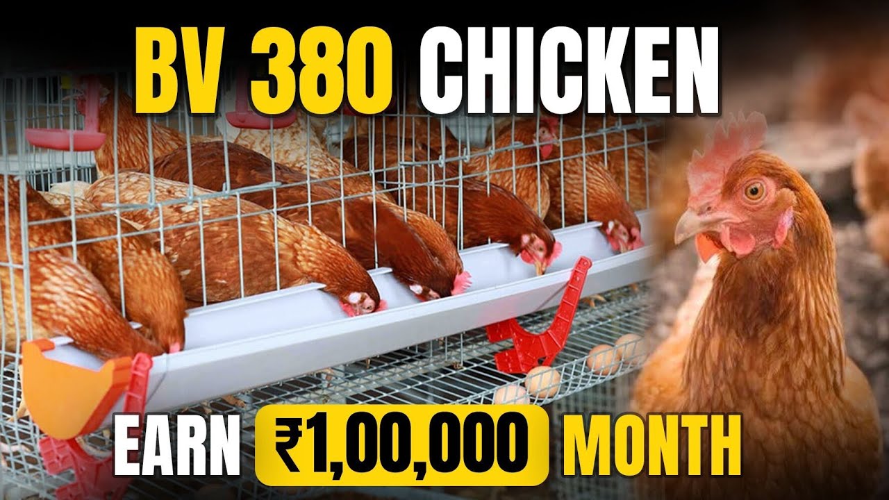 BV - 380 Chicken Farming | Poultry Farming Business | Profits, Precautions & Investment