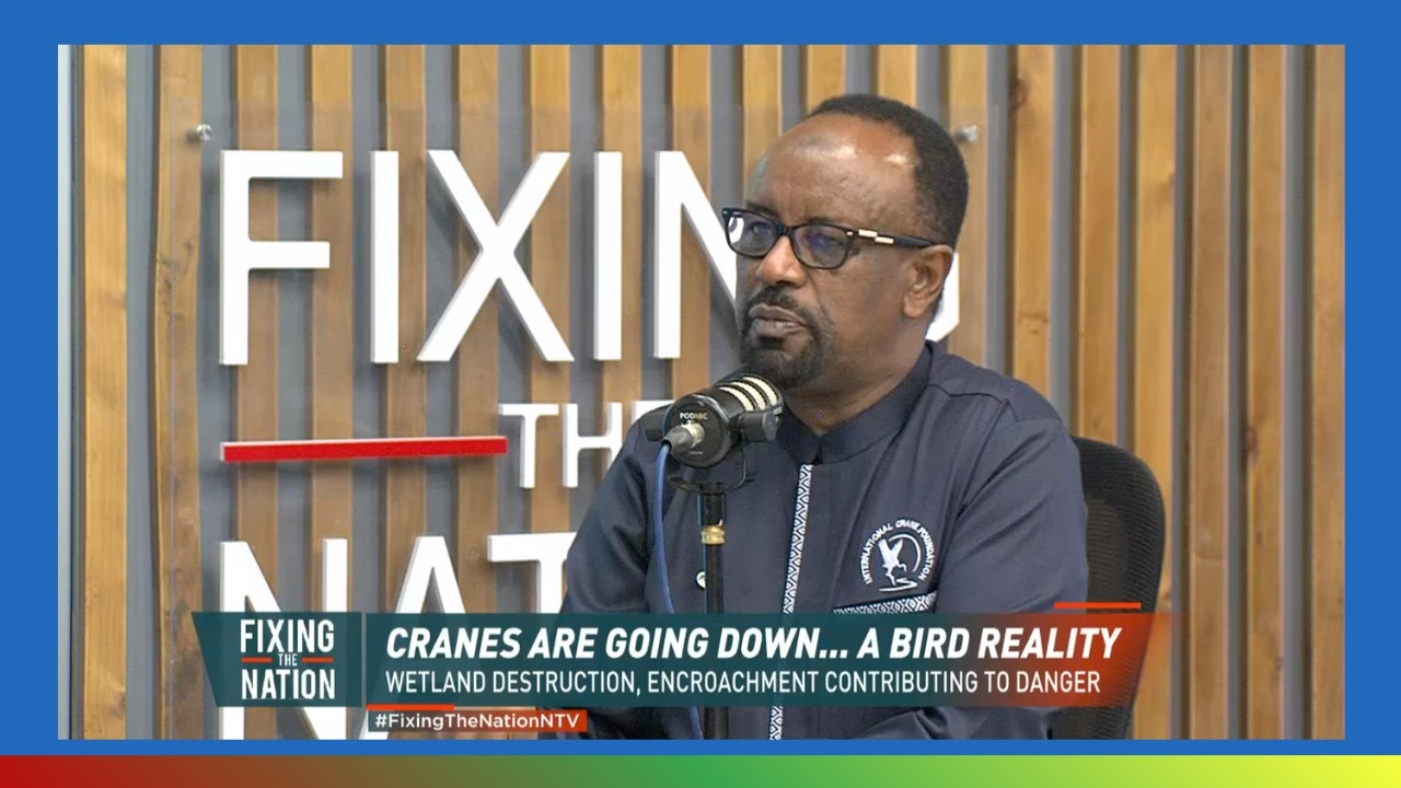 Why The Grey Crowned Crane Is Facing Extinction | Adan Kabelo