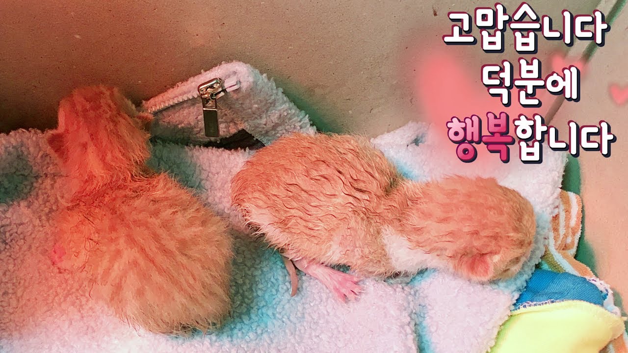 저희 새 일을 시작합니다. ‘동양국수백과’