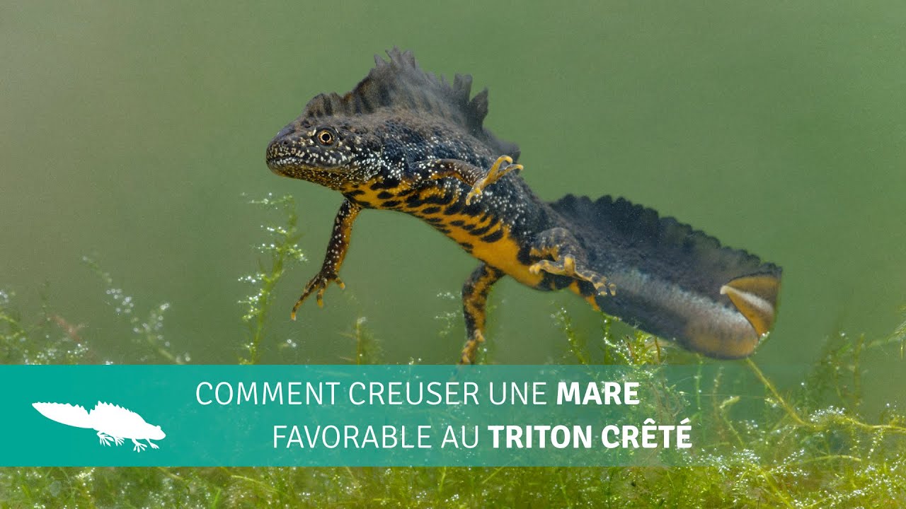 Comment creuser une mare pour le triton crêté