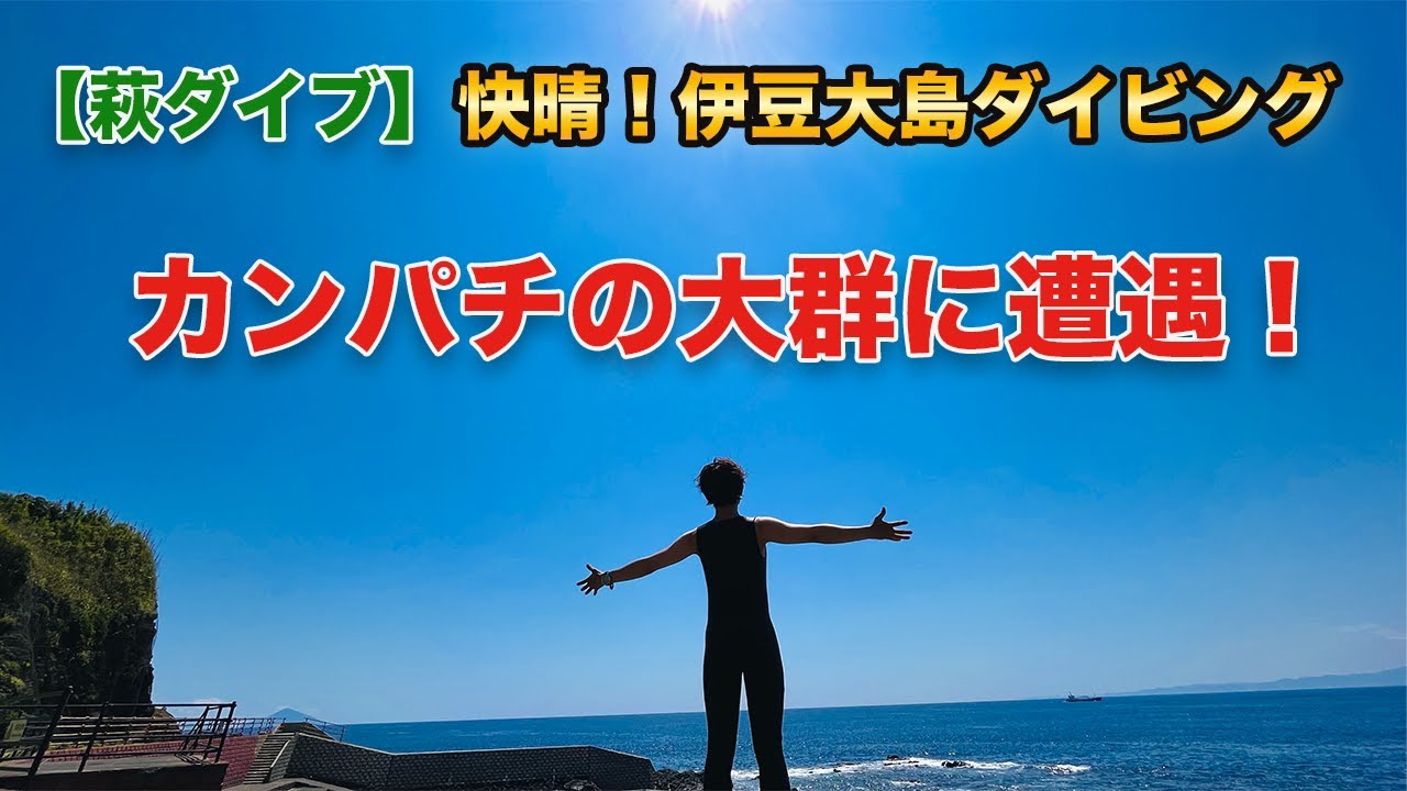 【萩ダイブ】伊豆大島でまさかの大群に遭遇！