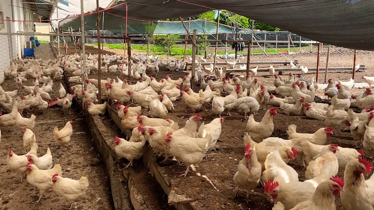 Kümes Plastik Izgara Altı Temizliği Ve Sohbet - Gezeyum