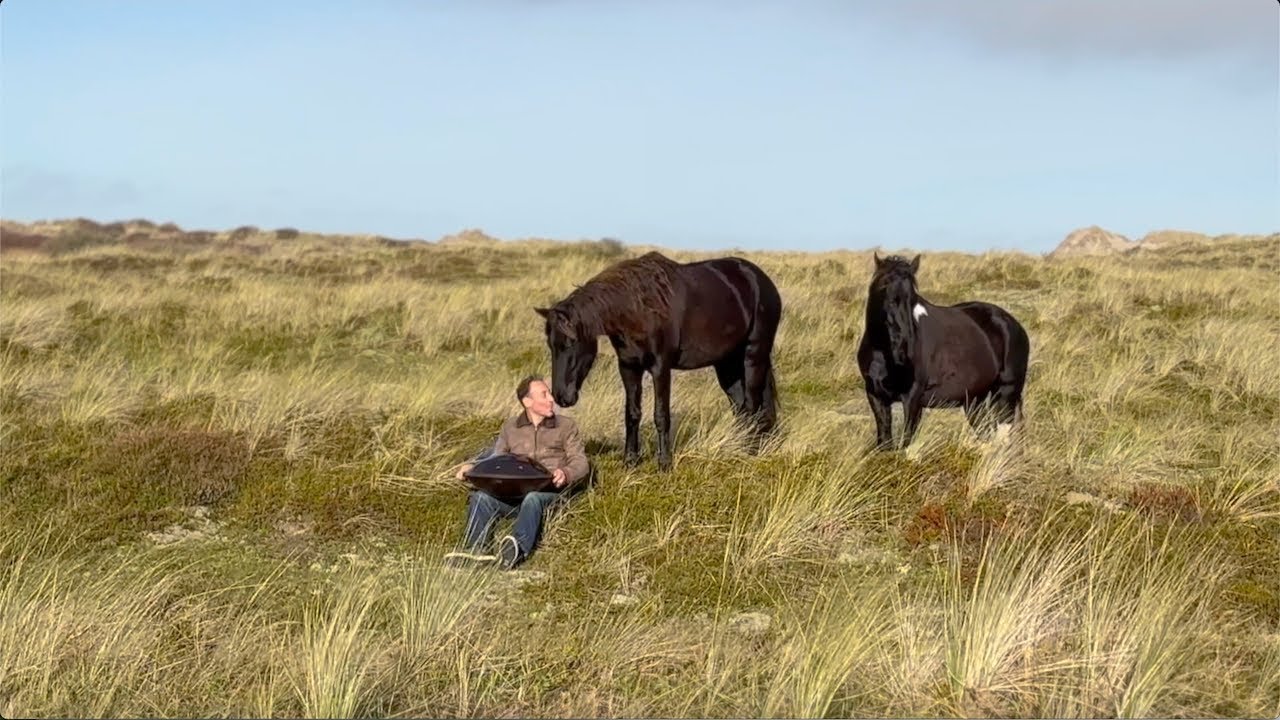 Handpan spelen voor paarden op het winderige eiland Terschelling.