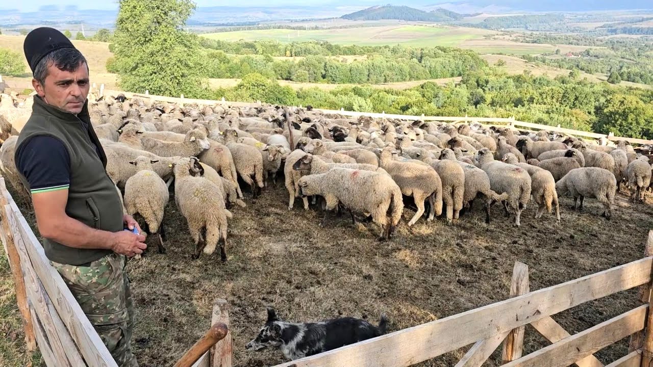 LA STÂNA LUI IONUT MOJA,800 DE OI TIGAI SI TURCANE.BOGATA,JUD. BRASOV.