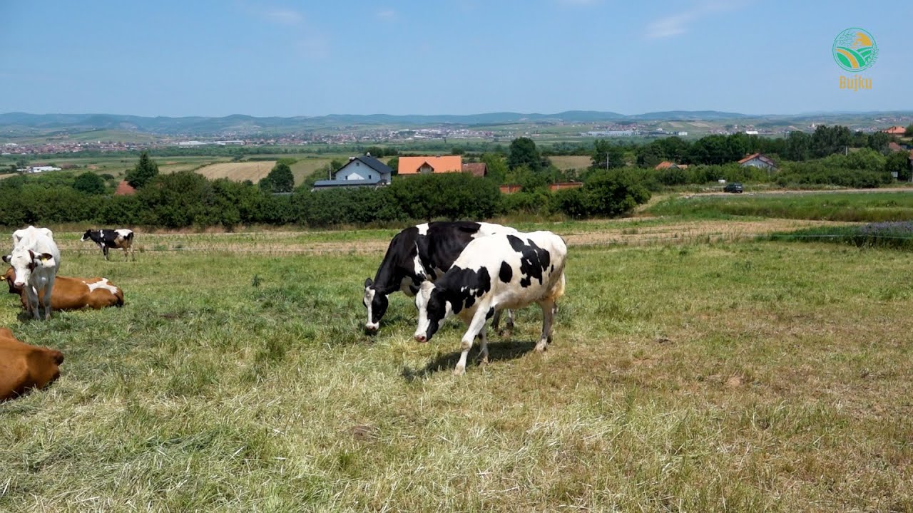 BUJKU - vellezrit Salihu 43 gjedhe per qumesht punojne 80 ha 65 nga ta me qera do ta rrisin numrin