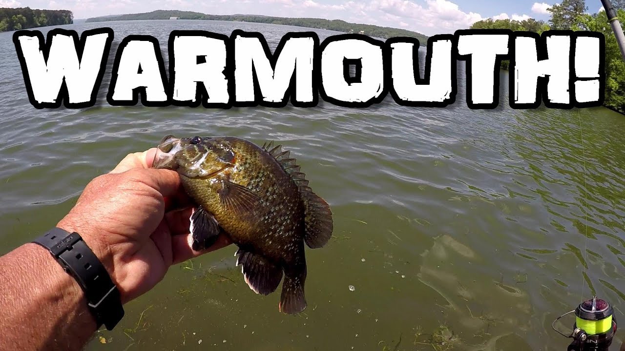 Warmouth Fishing