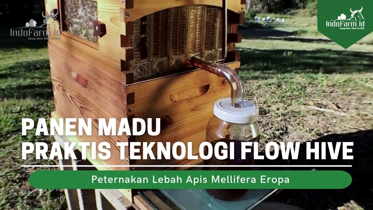 PETERNAK LEBAH CANGGIH!!! Peternak Lebah Ini Panen Madu dengan Teknologi Flow Hive